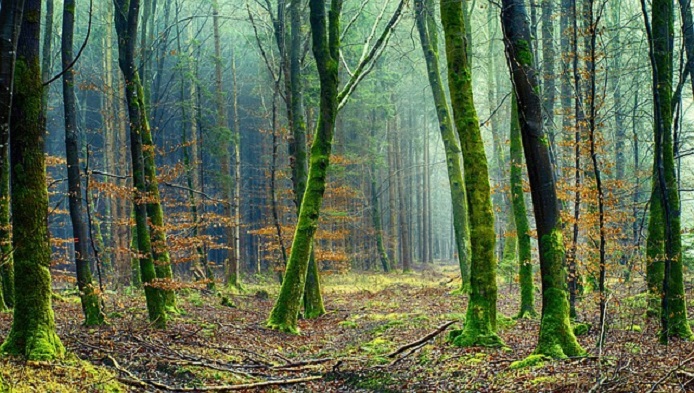 Cat de bine cunosti natura?