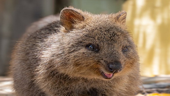 Cel mai fericit animal din lume? Hai sa vedem ce stii despre quokka!