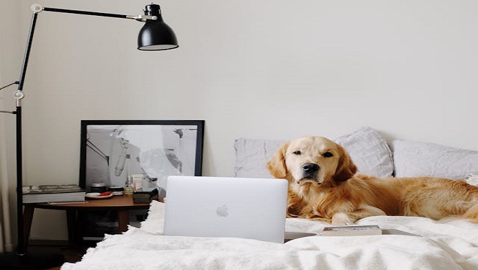 Ce crede animalul tau de companie despre tine?