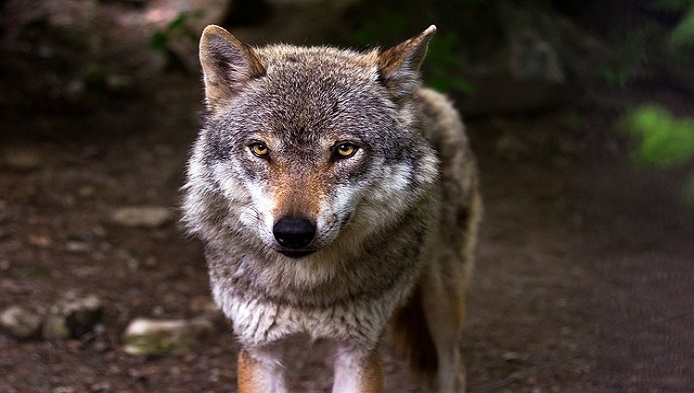 Ce animal ai fost intr-o viata anterioara?