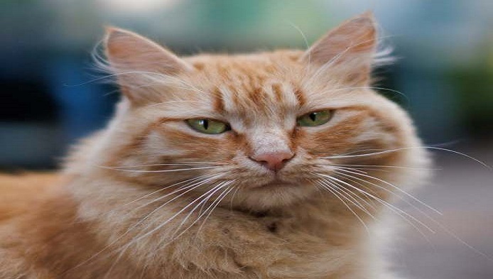 Ce rasa de pisici te reprezinta?