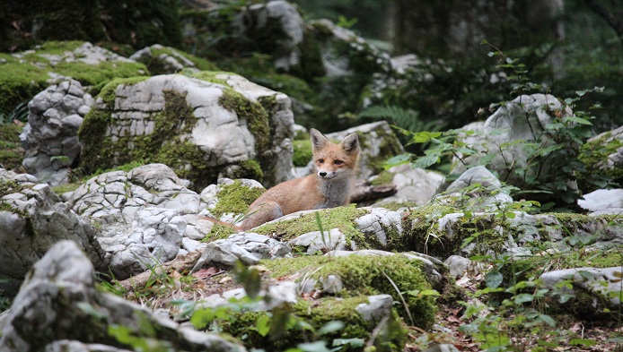 Ce animal te reprezinta cel mai bine?