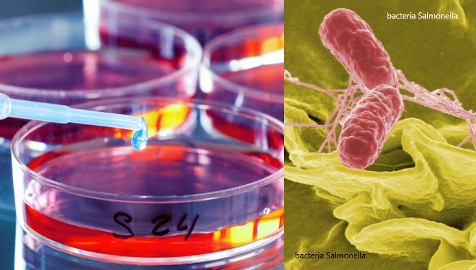Test fulger la microbiologie: Bacteria