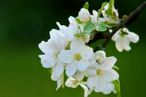 Recunoaste florile pomilor fructiferi!