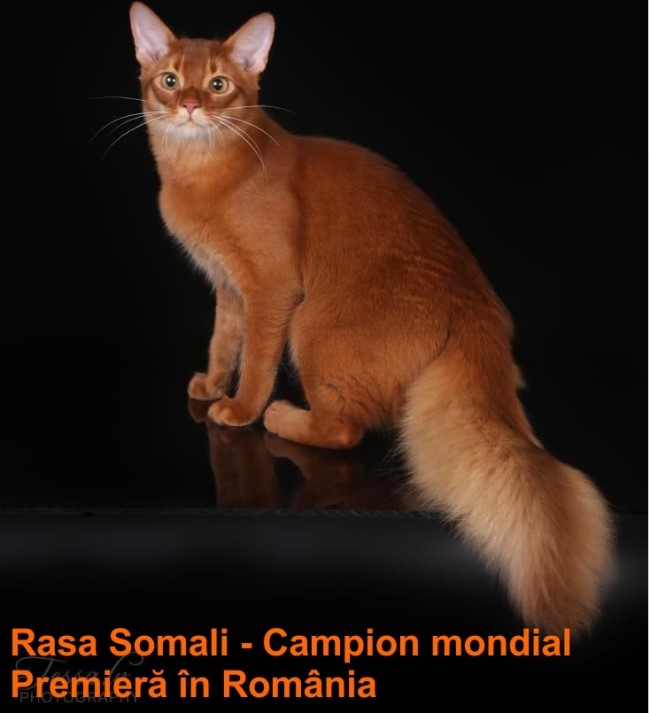 rasa Somali, care a obtinut titlul de campion mondial.