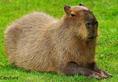 Capybara