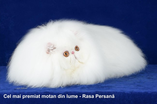 cel mai premiat motan din lume