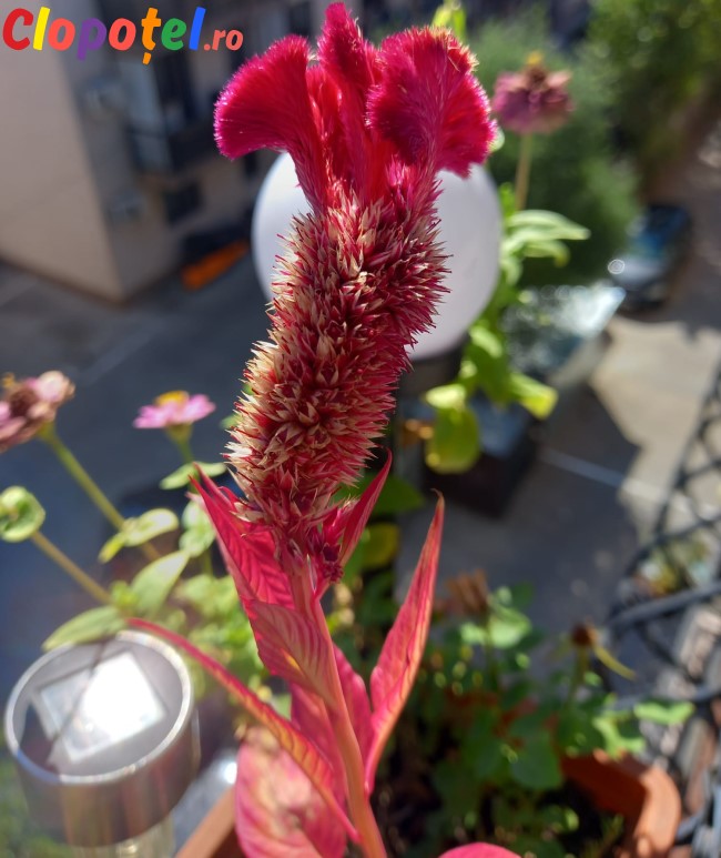 Celosia Cristata Celosia Cristata