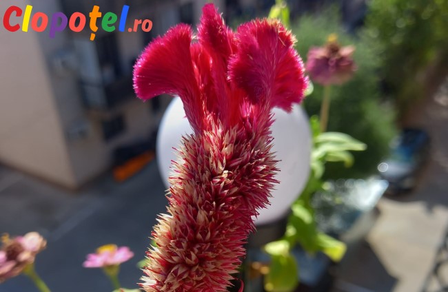 Floarea creasta cocosului Floarea creasta cocosului