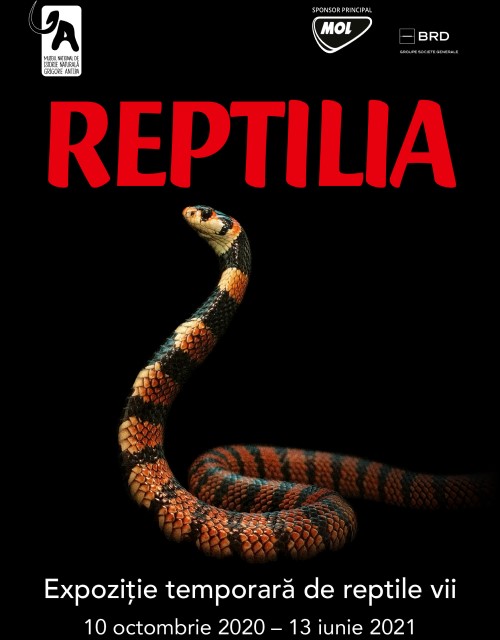 Reptilia - o noua expozitie temporara la Muzeul Antipa!