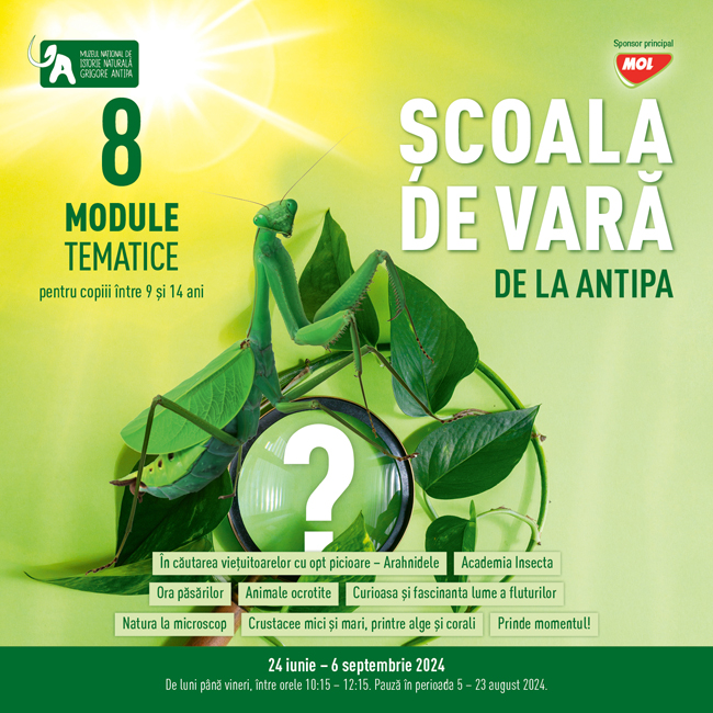 Scoala de Vara