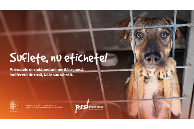 Suflete, nu etichete