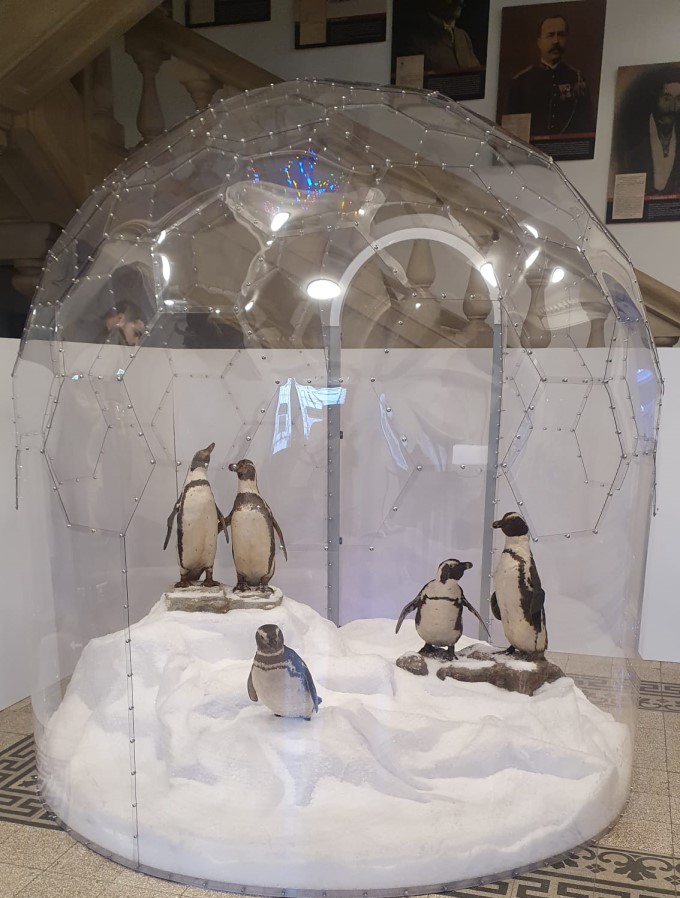 Pinguini la Muzeul Antipa