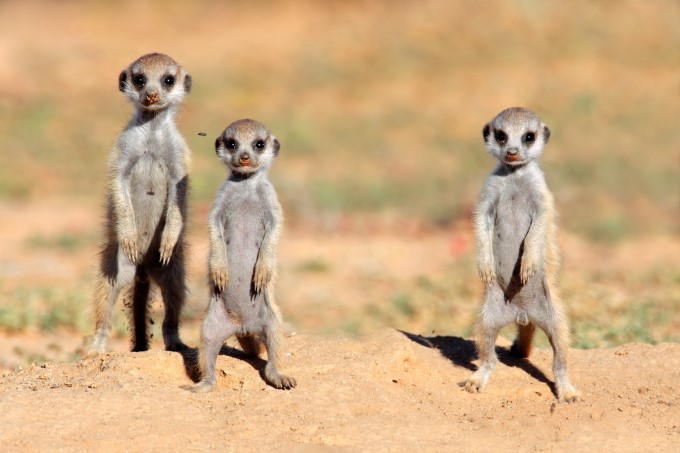 Suricate