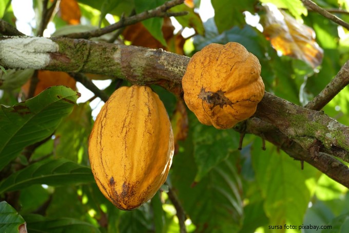 arborele de cacao