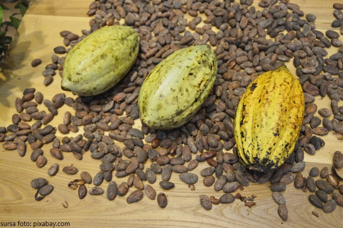boabe de cacao