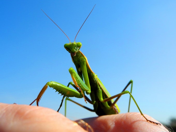 Mantis religiosa