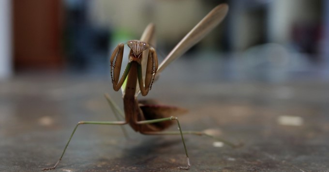 Mantis religiosa in pozitie de atac