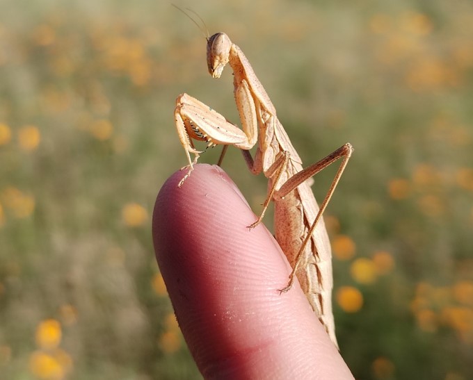 Mantis religiosa pe deget