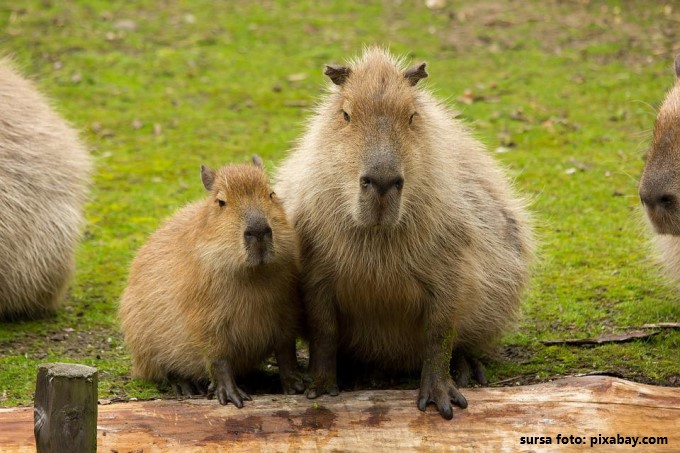 Capybara Capybara