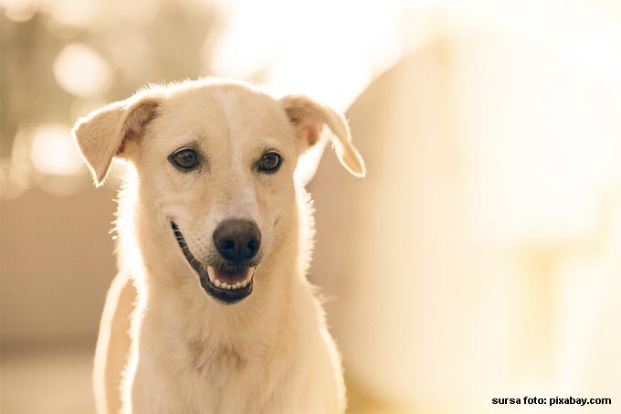 Sfaturi importante pentru ingrijirea cainilor