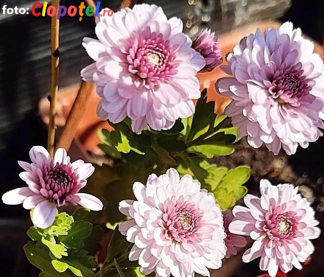 Crizantema Crizantema