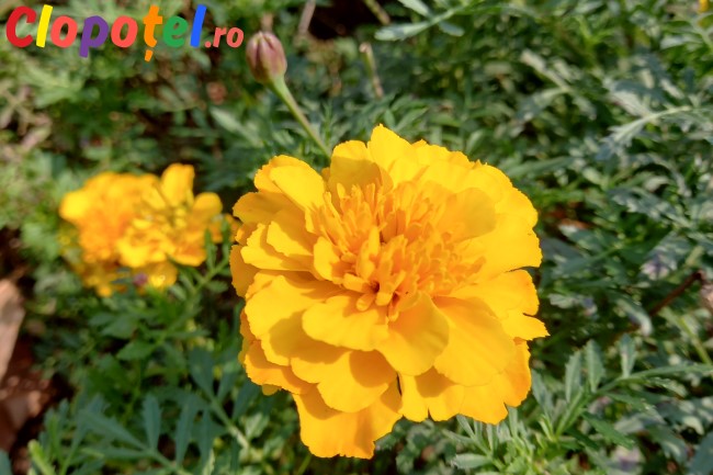 Floarea craita Floarea craita