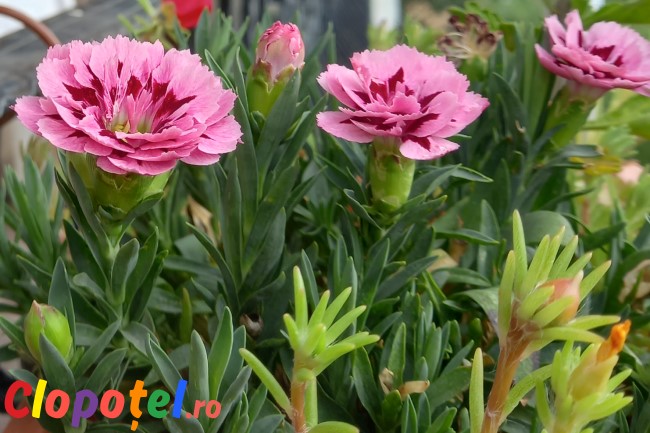  Garofita (Dianthus) 