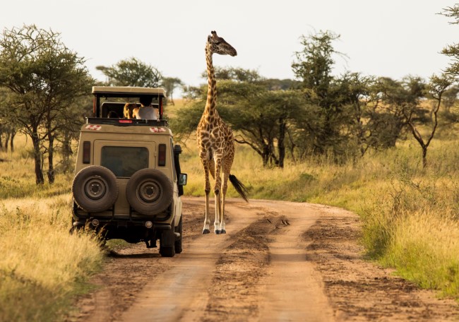 Girafe in Zanzibar
