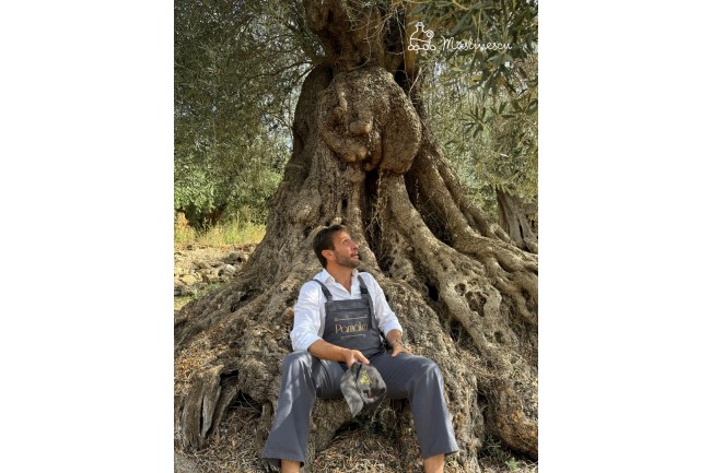 Legendele Maslinului