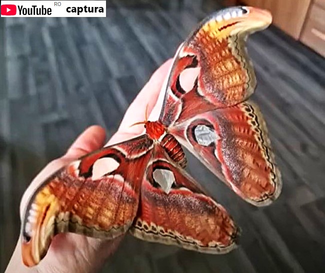 Omida de molie Atlas