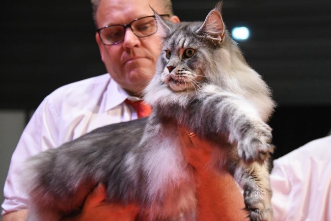 Motanul Panco&rsquo;s Elros