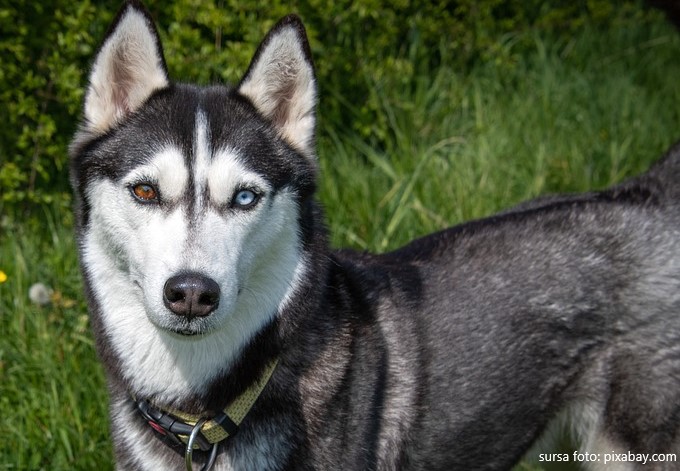 husky heterocromie