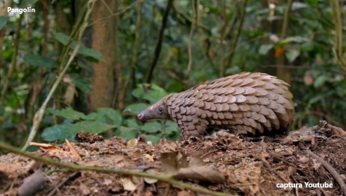 Pangolin