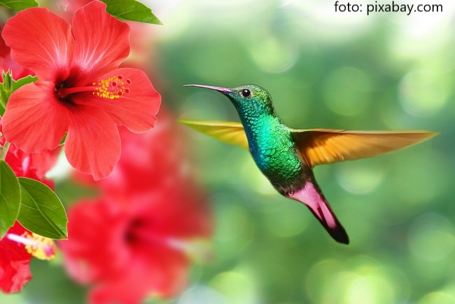 Pasarea colibri