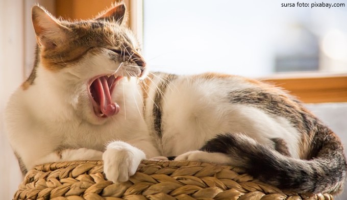 Si animalele casca, nu doar oamenii.