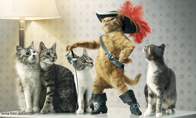 7 mituri false despre pisici