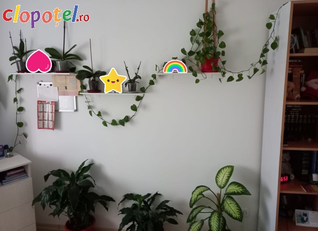 Plante de apartament