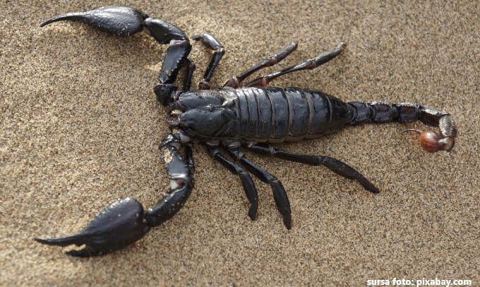 scorpion scorpion