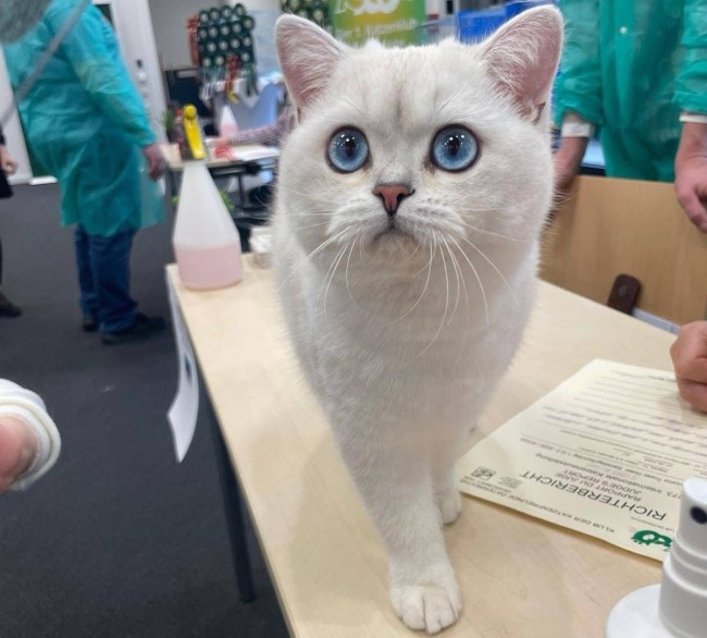 NEXUS OF WINTER FOXES