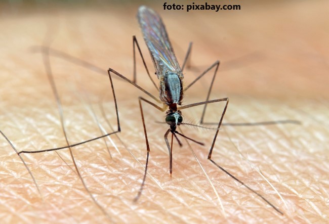 Tantar intepand pielea