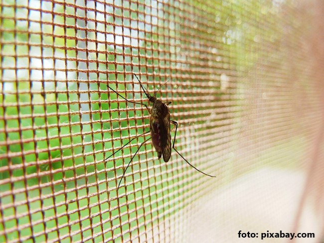 Tantarul transmitator de parazitul malariei Tantarul transmitator de parazitul malariei