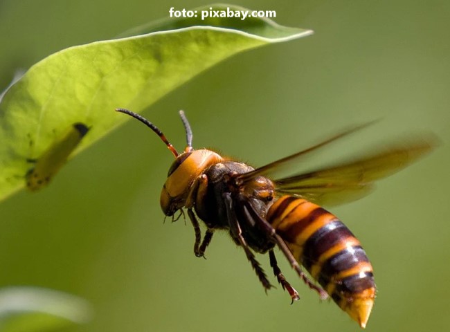 viespea gigant asiatica