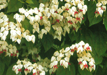 Clerodendrum