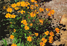 Coreopsis