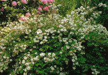 Deutzia