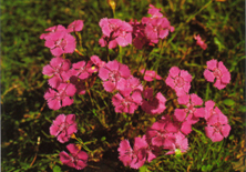 Dianthus