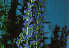 Echium