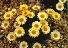 Erigeron