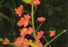 Euonymus